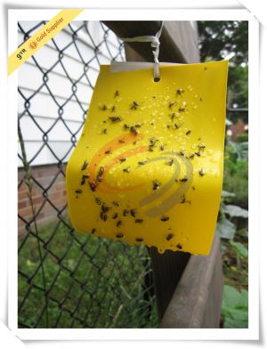 Cola insectes groc Consell Pp Roll enganxós trampa